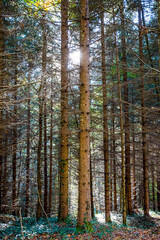 Obraz premium Dans une forêt de conifères du Bugey