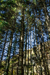 Dans une forêt de conifères du Bugey