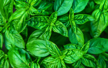 Basil grows in the garden. Selective focus.