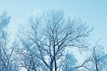 branches covered with hoarfrost background, abstract landscape snow winter nature frost