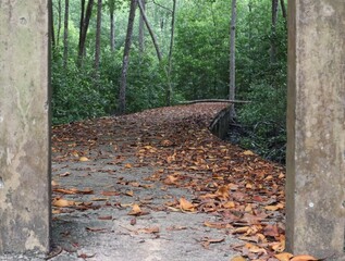 walking path covered by a falling leaf