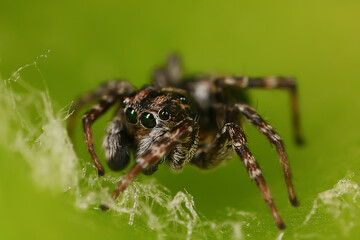 spider jumper macro, arachnophobia, beautiful jumping spider, poisonous spider