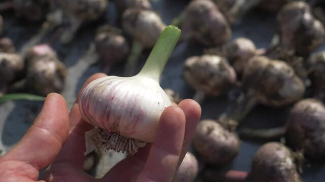 garlic harvest in farmer hands top view. fresh organic vegetables outdoor