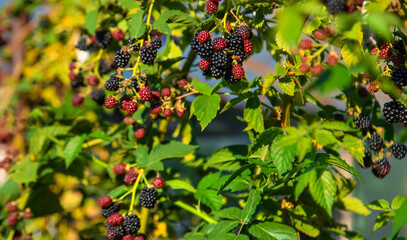 Blackberries grow in the garden. Selective focus.