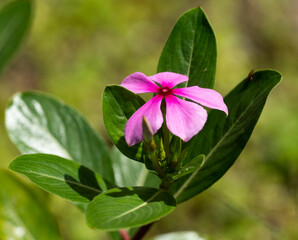 Catharanthus roseus es una especie de Catharanthus nativa y endémica de Madagascar. Entre sus sinónimos se incluyen Vinca rosea, Ammocallis rosea, y Lochnera rosea. Otros nombres comunes: chabelita,