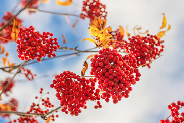 red rowan berries on the tree, ripe rowan, bunch in autumn