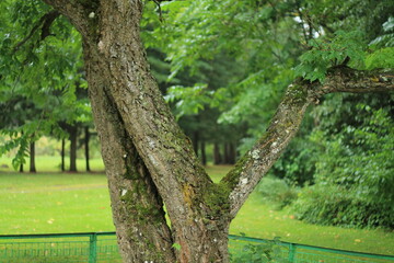 Fototapeta premium trees in the park
