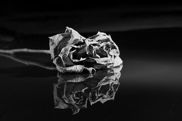 A dry rose lies on a black mirrored background, reflected in it.