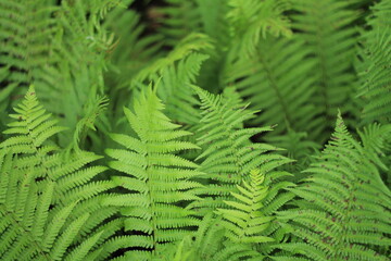 green fern leaves