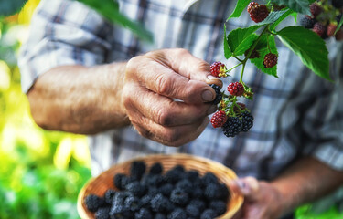 A man harvests blackberries in the garden. Selective focus.