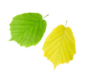 Fototapeta premium green and yellow leaves isolated on a white background