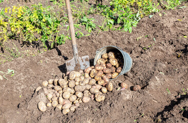Freshly dug organic potatoes at the vegetable garden