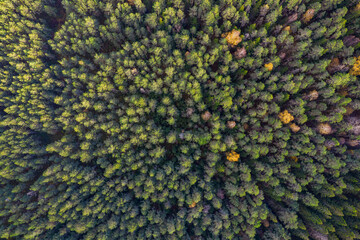 Directly above aerial drone full frame shot of green emerald pine forests and yellow foliage groves with beautiful texture of treetops. Beautiful fall season scenery. Mountains in autumn golden colors