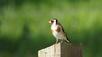 Goldfinch on a gate in wooda in the UK