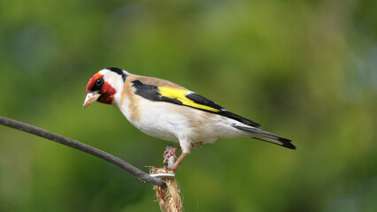 Goldfinch on a gate in wooda in the UK