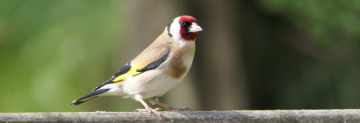 Goldfinch on a gate in wooda in the UK
