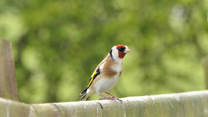 Goldfinch on a gate in wooda in the UK