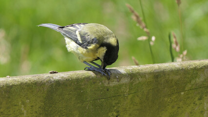 Great Tit feeding from a bird table in UK