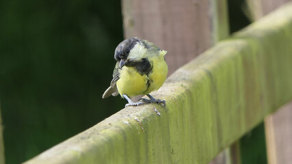 Obraz na płótnie Canvas Great Tit feeding from a bird table in UK