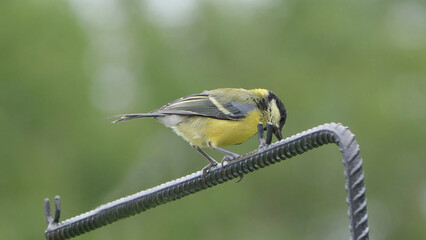 Great Tit feeding from a bird table in UK
