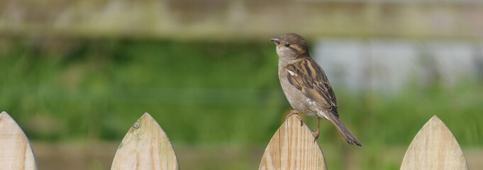 House Sparrow sitting on fence