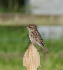 House Sparrow sitting on fence