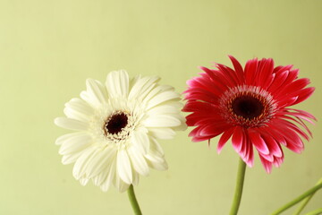 Beautiful Gerbera flower  with vibrant colors. Seasonal greetings with Gerbera flower.