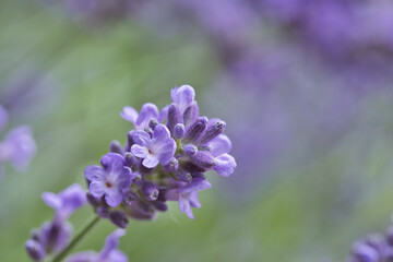 Close up of a purple flower of a lavender plant, Lavandula angustifolia, in summer with selective focus and copy space. Garden concept