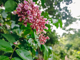 Carambola, also known as star fruit or 5 fingers, is the fruit of Averrhoa carambola, a species of tree native to tropical Southeast Asia.