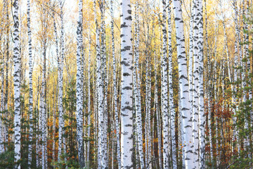 beautiful scene with birches in yellow autumn birch forest in october among other birches in birch grove