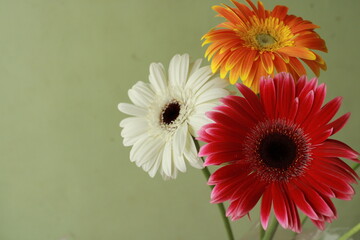 Beautiful Gerbera flower  with vibrant colors. Seasonal greetings with Gerbera flower.