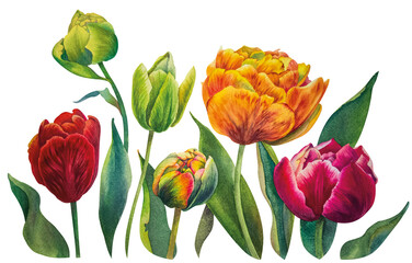 Set of pink, orange and yellow tulips. Realistic drawing. Flowers isolated on a white background. Botanical watercolor illustration. Spring double tulips-parrots.