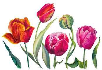Set of pink and orange tulips. Realistic drawing. Flowers isolated on a white background. Botanical watercolor illustration. Spring composition.