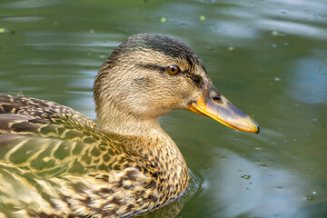 le canard