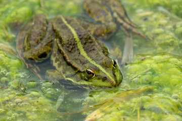 la grenouille