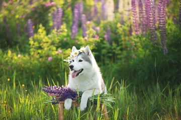 grey and white dog breed siberian husky wearing the flowers wreath and standing on the stool in...