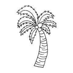 Palm tree with coconuts in doodle style. Hand drawn illustration.