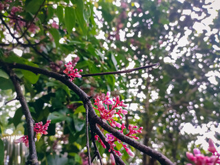 Carambola, also known as star fruit or 5 fingers, is the fruit of Averrhoa carambola, a species of tree native to tropical Southeast Asia.