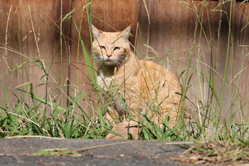 街で見つけたかわいい猫