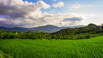 landscape with green grass and blue sky