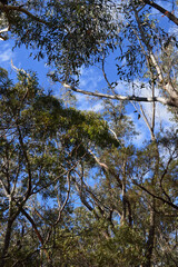 trees in the forest