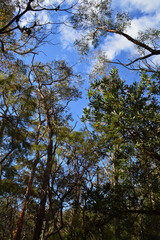 trees in the forest