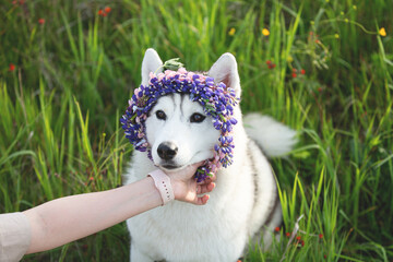 grey and white funny dog breed siberian husky wearing the flowers wreath in lupin flowers field