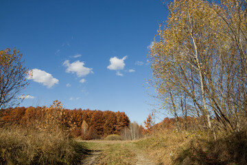 Fototapeta premium autumn yellowed trees in the forest