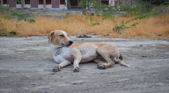 Street dog close up homeless animal photo