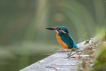 Close-up of a blue kingfisher sitting on a stoneduring spring time on sunny day