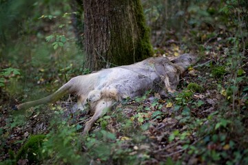 Cadavre chevreuil