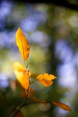 Obraz premium Feuille orange automne - nature forêt arbre