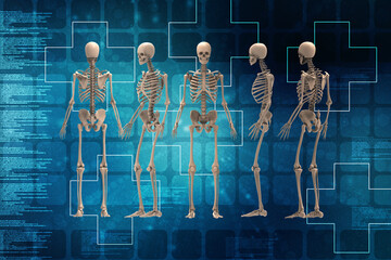 3d renderings of human skeleton

