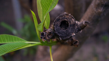 moth on leaf